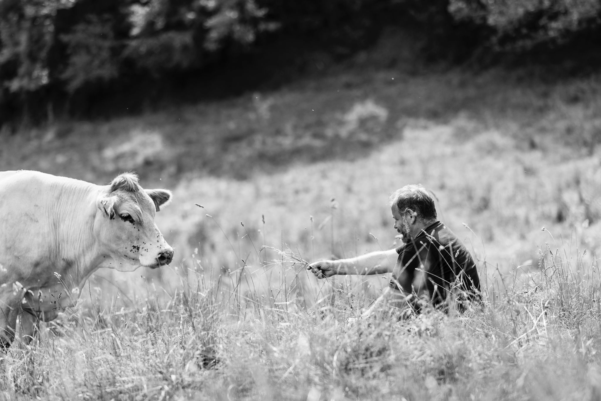 Realizador Laszlo trabajando con animales